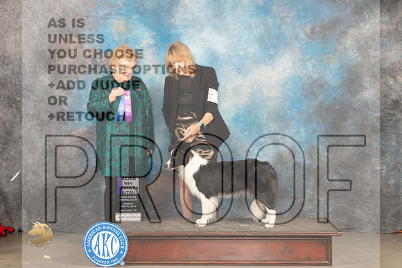 Border Collie #8 Sun WDM Judge Judy Brown_JP_1922_MIDLAND2024_HR3
