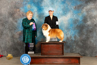 Shetland Sheepdog #14 Sun WB Judge Judy Brown