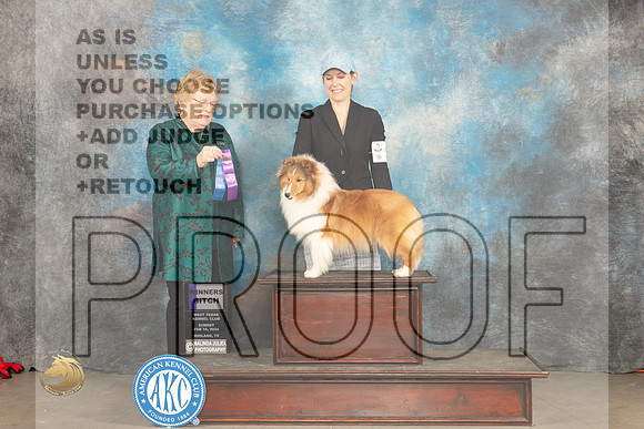 Shetland Sheepdog #14 Sun WB Judge Judy Brown_JP_1915_MIDLAND2024_HR3