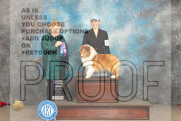 Shetland Sheepdog #14 Sun WB Judge Judy Brown_JP_1917_MIDLAND2024_HR3