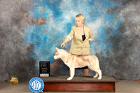 Siberian Husky #7 Sat 4to6G1 Judge Dale Martensen r