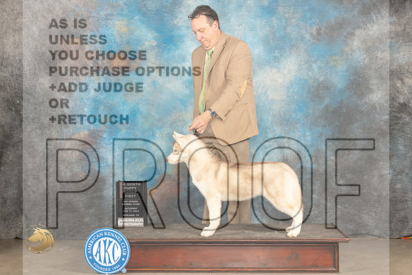 Siberian Husky #7 Sat 4to6G1 Judge Dale Martensen r_JP_1939_MIDLAND2024_HR3