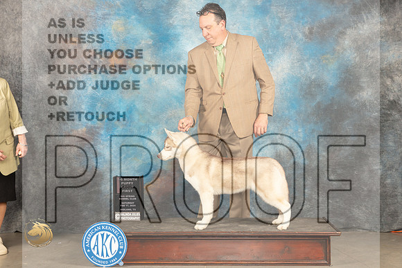 Siberian Husky #7 Sat 4to6G1 Judge Dale Martensen r_JP_1942_MIDLAND2024_HR3