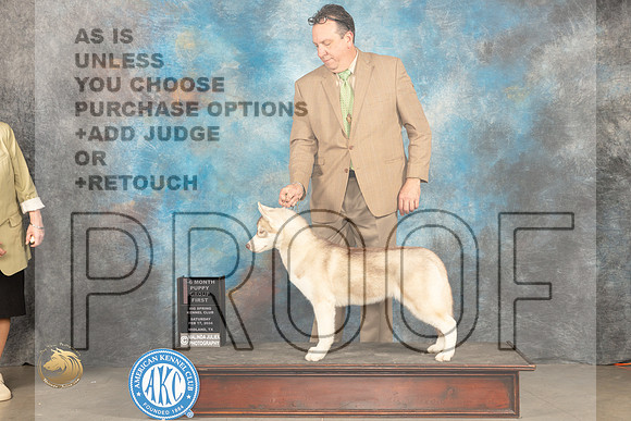 Siberian Husky #7 Sat 4to6G1 Judge Dale Martensen r_JP_1943_MIDLAND2024_HR3
