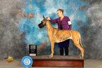 Great Dane #12 Thur BOS Judge Donnelle Richards