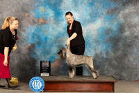 Standard Schnauzer #6 Sun BOSWB Judge Judy Brown