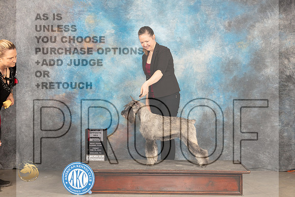 Standard Schnauzer #6 Sun BOSWB Judge Judy Brown_JP_1950_MIDLAND2024_HR3