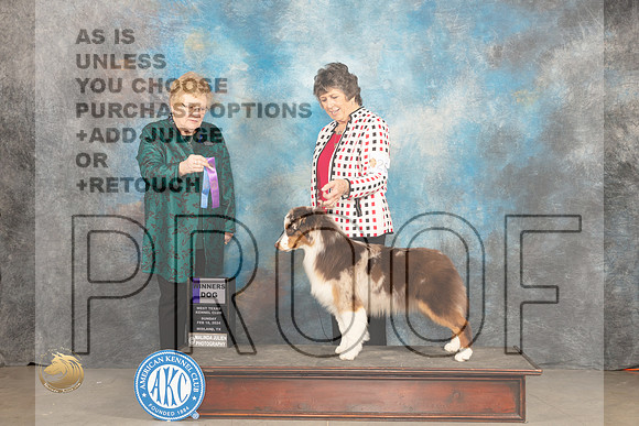 Australian Shepherd #26 Sun WB Judge Judy Brown_JP_1966_MIDLAND2024_HR3