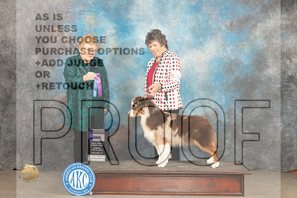 Australian Shepherd #26 Sun WB Judge Judy Brown_JP_1967_MIDLAND2024_HR3
