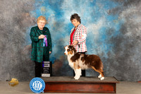 Australian Shepherd #26 Sun WB Judge Judy Brown