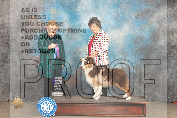 Australian Shepherd #26 Sun WB Judge Judy Brown_JP_1964_MIDLAND2024_HR3