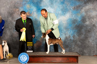 Basenji #7 Sun G3 Judge Del Richards