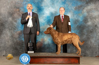 Chesapeake Bay Retriever #5 Sun OHG4 Judge Dale Martensen