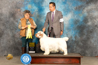 Clumber Spaniel #7 Sun G3 Judge Marilyn Pipes
