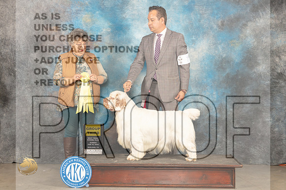 Clumber Spaniel #7 Sun G3 Judge Marilyn Pipes_JP_1983_MIDLAND2024_HR3