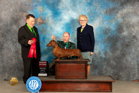Dachshund Smooth #21 Sun G2 Judge Del Richards