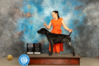 German Shorthaired Pointer #9 Sun SDOHBOB Judge Del Richards r