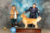 Golden Retriever #29 Sun G4 Judge Marilyn Pipes