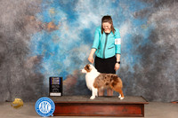 Miniature American Shepherd #19 Sun WDBOWBOBM Judge Judy Brown