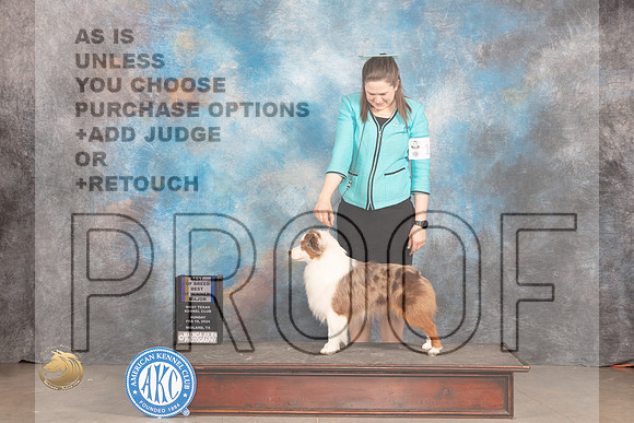 Miniature American Shepherd #19 Sun WDBOWBOBM Judge Judy Brown_JP_2006_MIDLAND2024_HR3