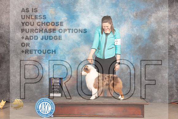 Miniature American Shepherd #19 Sun WDBOWBOBM Judge Judy Brown_JP_2007_MIDLAND2024_HR3