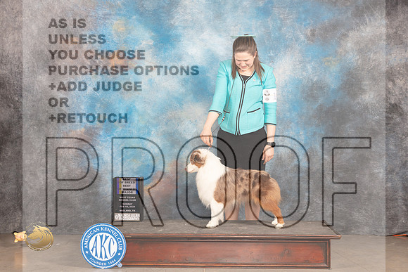 Miniature American Shepherd #19 Sun WDBOWBOBM Judge Judy Brown_JP_2008_MIDLAND2024_HR3