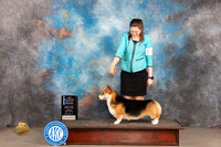 Pembroke Welsh Corgi #23 Sunn WDBOWCH Judge Judy Brown