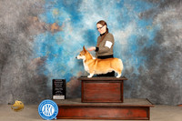 Pembroke Welsh Corgi #9 Sun OHBOB Judge Judy Brown