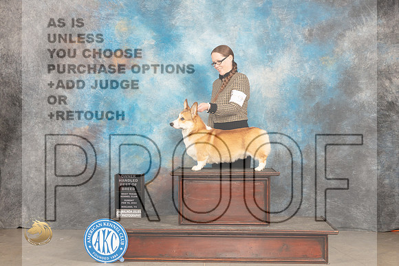 Pembroke Welsh Corgi #9 Sun OHBOB Judge Judy Brown_JP_1962_MIDLAND2024_HR3