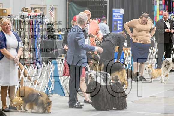 Puli RingsJJL_0008_MIDLAND2024_HR3