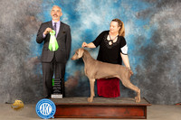 Weimaraner #8 Sun OHG2 Judge Dale Martensen