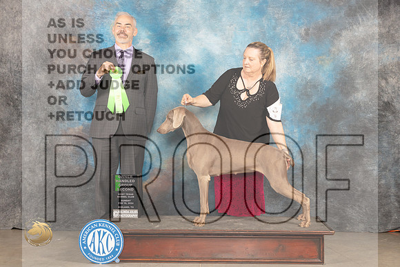 Weimaraner #8 Sun OHG2 Judge Dale Martensen_JP_2015_MIDLAND2024_HR3