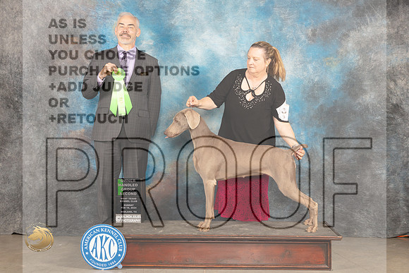 Weimaraner #8 Sun OHG2 Judge Dale Martensen_JP_2016_MIDLAND2024_HR3