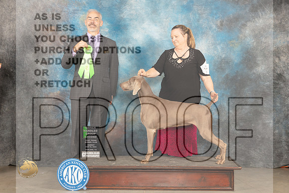 Weimaraner #8 Sun OHG2 Judge Dale Martensen_JP_2022_MIDLAND2024_HR3