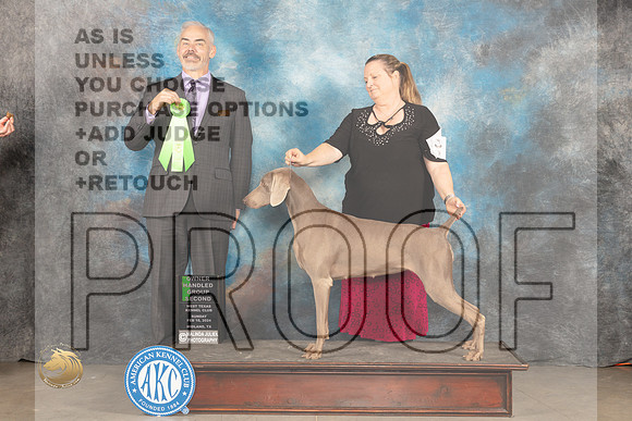 Weimaraner #8 Sun OHG2 Judge Dale Martensen_JP_2023_MIDLAND2024_HR3