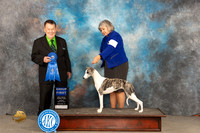 Whippet #6 Sun G1 Judge Del Richards