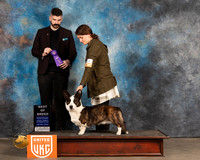 Cardigan Welsh Corgi #309 Fri BOB Judge Kevin Izard Carroll