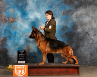 German Shepherd Dog #359 Fri BOB Judge Stan Matsamoto