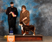 Miniature American Shepherd #393 Fri BOW Judge Kevin Izard Carroll