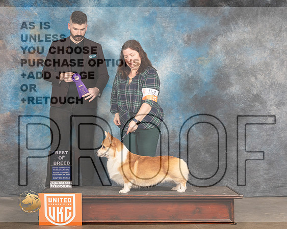 Pembroke Welsh Corgi #168 Fri BOB Judge Kevin Izard Carroll_MMJ_4951_BeltonTxClassic2021-HR3