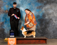 Pembroke Welsh Corgi #188 Fri Judge Kevin Izard Carroll
