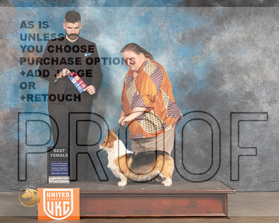 Pembroke Welsh Corgi #188 Fri Judge Kevin Izard Carroll_MMJ_4972_BeltonTxClassic2021-HR3