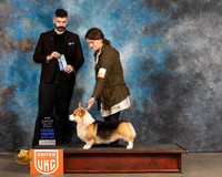 Pembroke Welsh Corgi #311 Fri BOW Judge Kevin Izard Carroll
