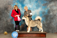Alaskan Malamute #8 Sun OHG1 Judge Gena Box Young