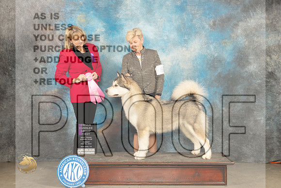 Alaskan Malamute #8 Sun OHG1 Judge Gena Box Young_JP_2171_MIDLAND2024_HR3