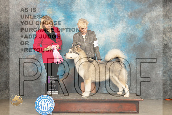 Alaskan Malamute #8 Sun OHG1 Judge Gena Box Young_JP_2170_MIDLAND2024_HR3