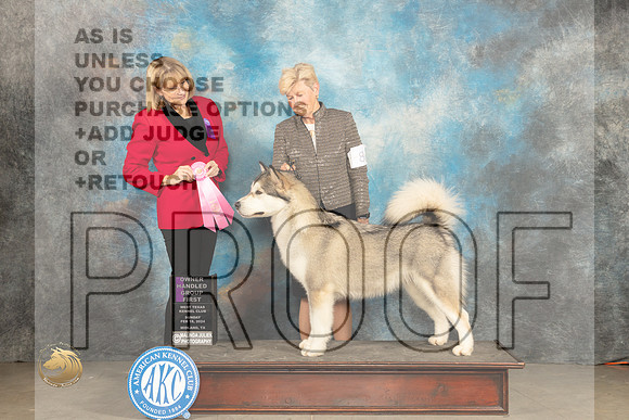 Alaskan Malamute #8 Sun OHG1 Judge Gena Box Young_JP_2173_MIDLAND2024_HR3