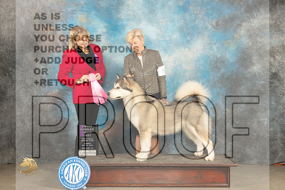 Alaskan Malamute #8 Sun OHG1 Judge Gena Box Young_JP_2175_MIDLAND2024_HR3