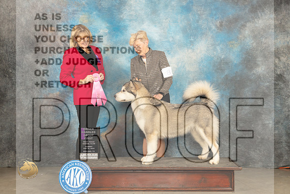 Alaskan Malamute #8 Sun OHG1 Judge Gena Box Young_JP_2178_MIDLAND2024_HR3
