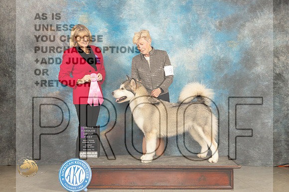 Alaskan Malamute #8 Sun OHG1 Judge Gena Box Young_JP_2177_MIDLAND2024_HR3